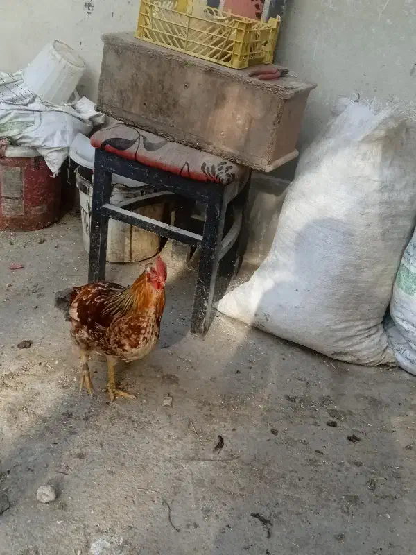 نیمچه خروس تخفیف داره|حیوانات مزرعه|ماهدشت, |دیوار