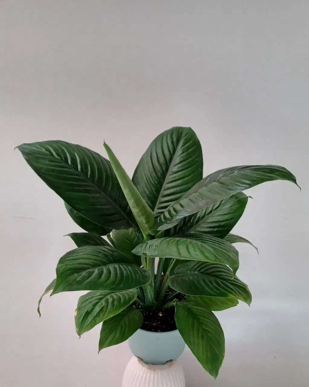 فروش گل آپارتمانی، عمده و جزئی|گل و گیاه طبیعی|ورامین, شهرک ولیعصر|دیوار