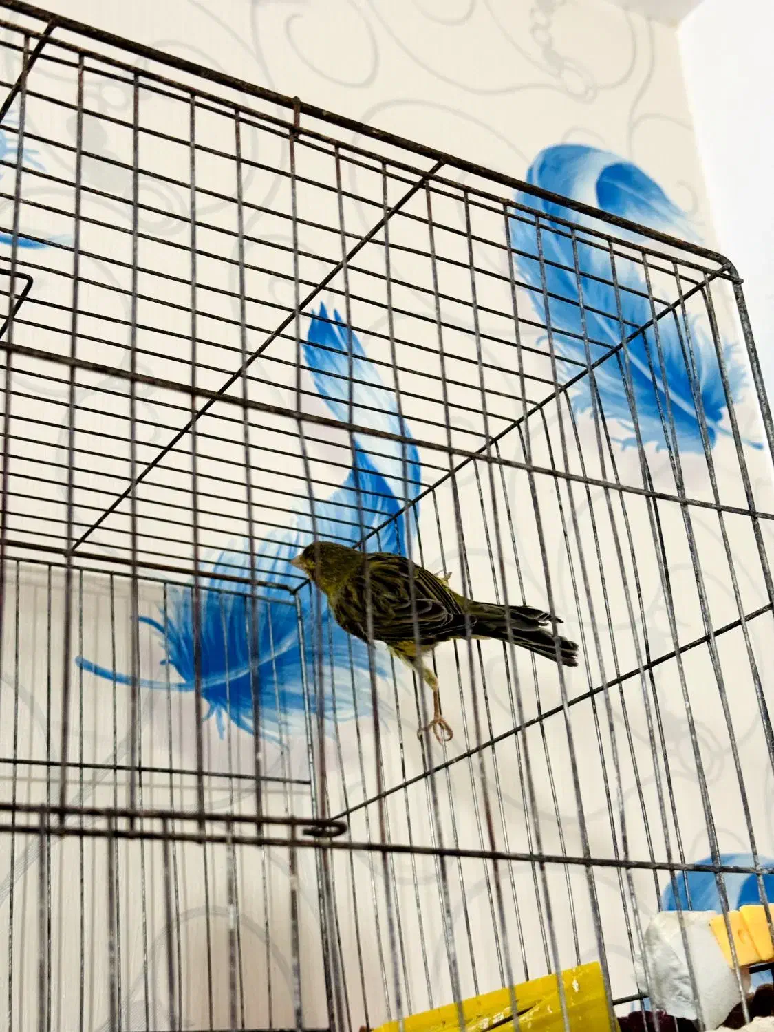 نر قناری|پرنده|داراب, |دیوار