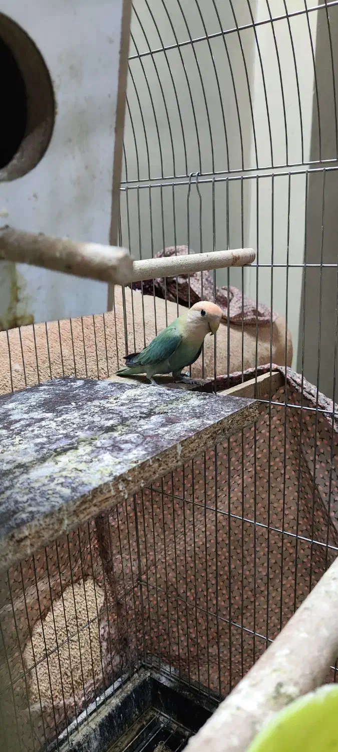 طوطی کوتوله نر مولد|پرنده|اصفهان, جاوان|دیوار