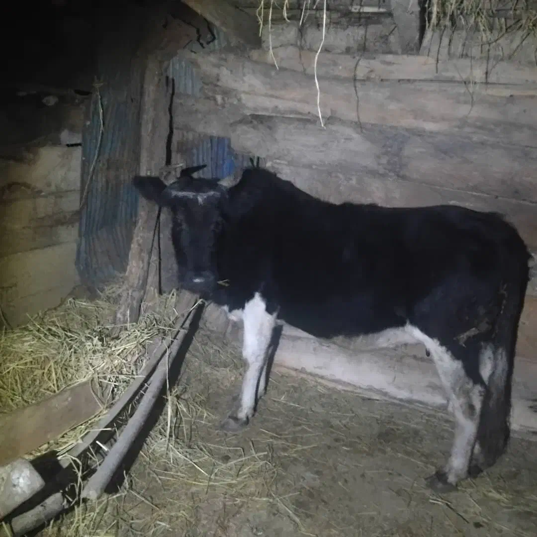 گاو با گوساله ماده|حیوانات مزرعه|صومعهسرا, |دیوار