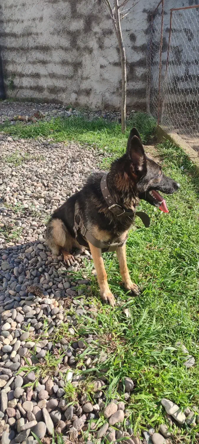 واگذاری توله ژرمن|سگ|سنگر, |دیوار