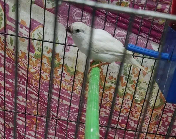 فروش یک عدد فنچ|پرنده|رشت, جماران|دیوار