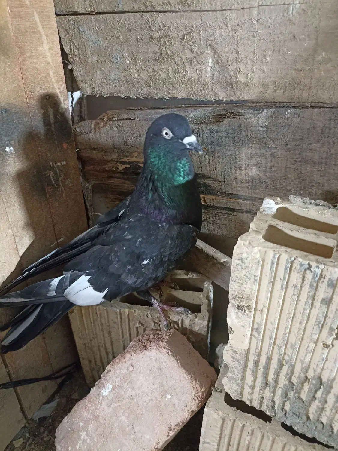 کبوتر پرشی|پرنده|زاینده رود, |دیوار