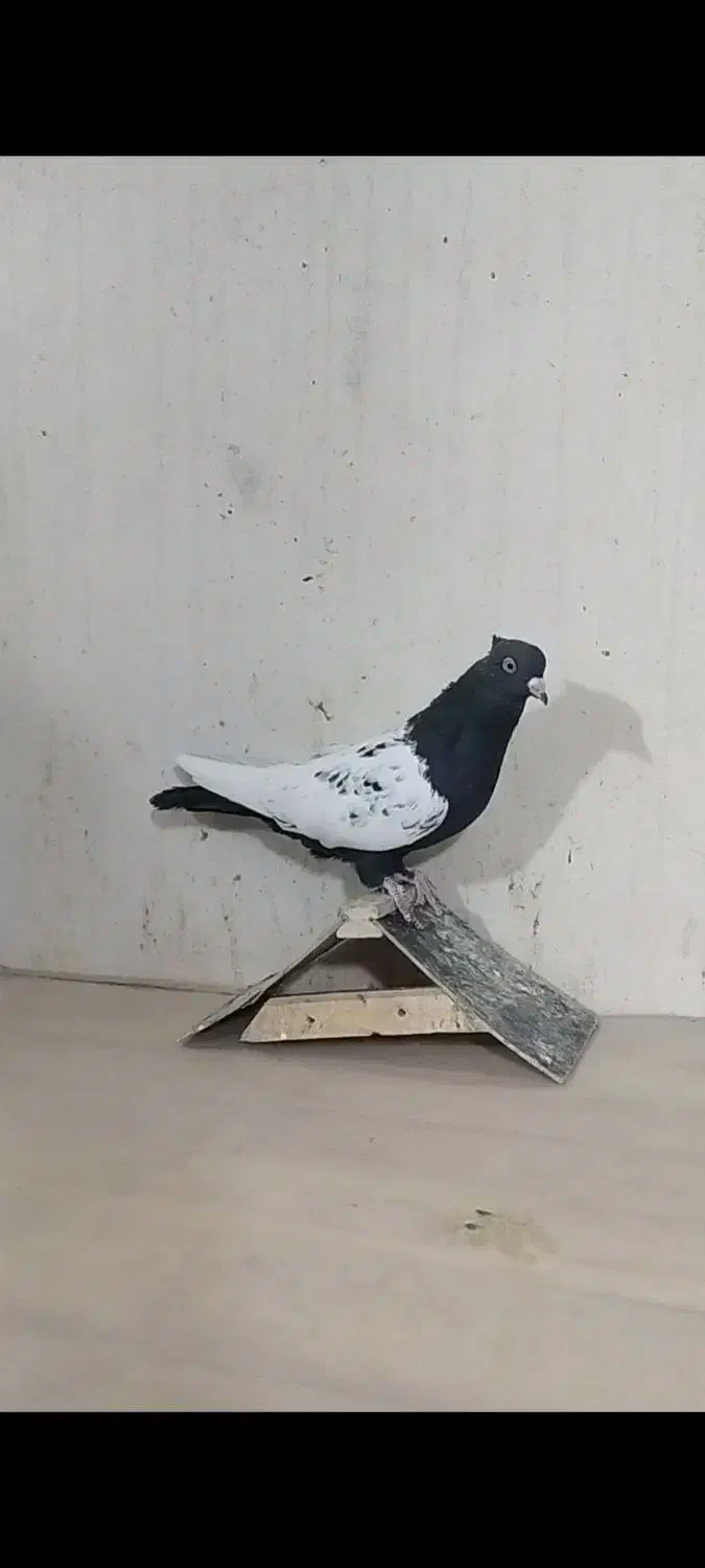 ماده سینه|پرنده|داراب, |دیوار