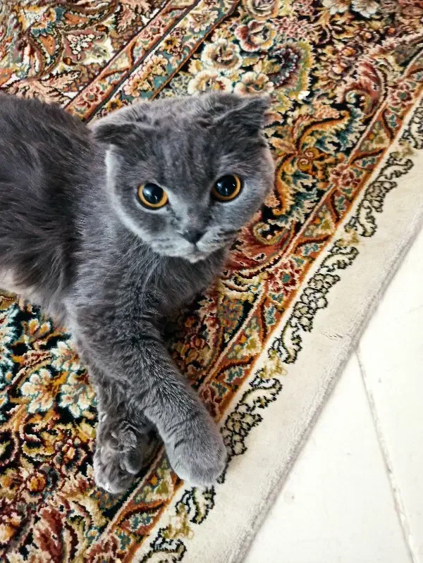 گربه اسکاتیش فولد اصل ماده چشم نارنجی|گربه|کرمان, |دیوار