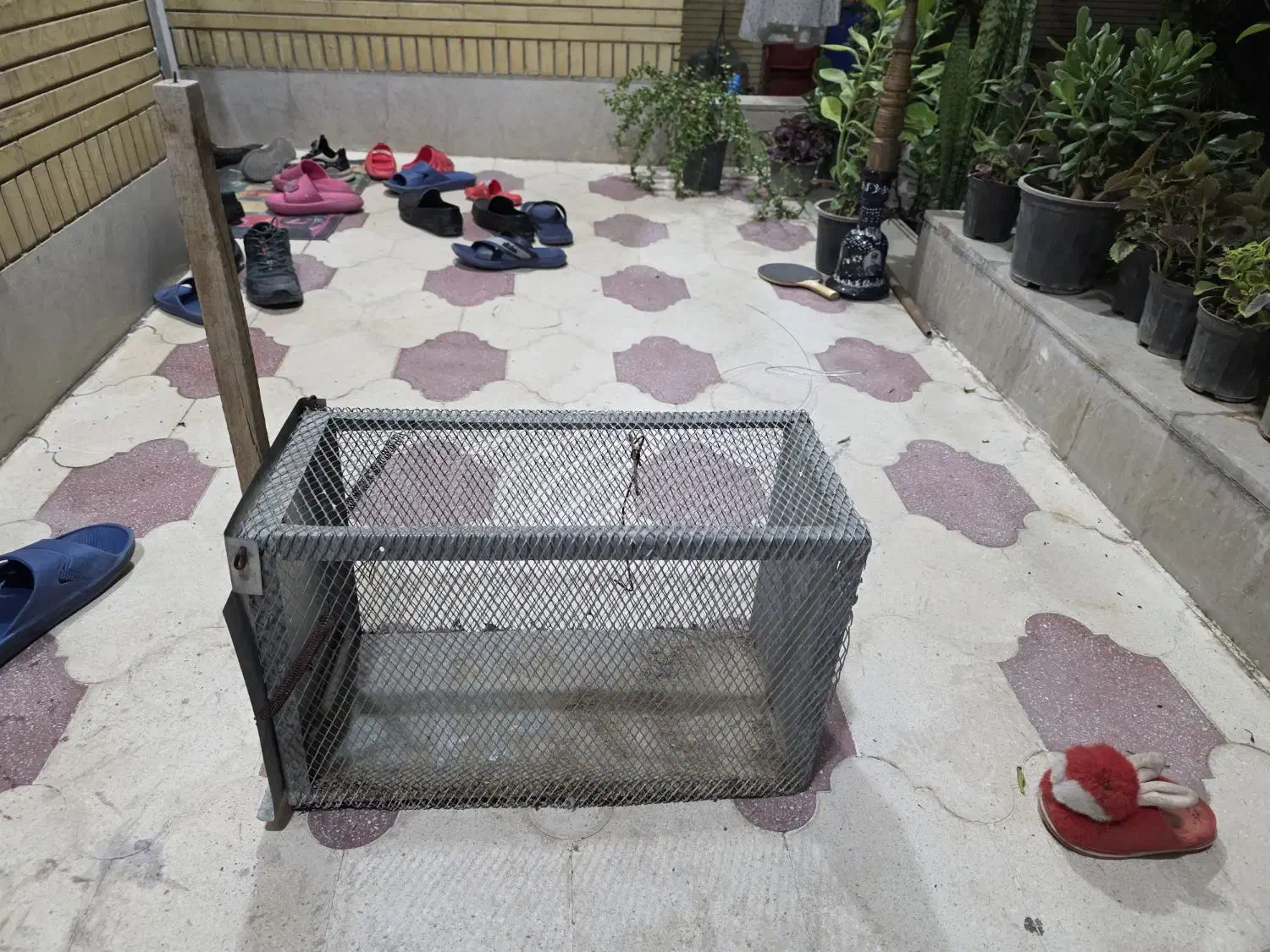 تله گربه و سمور گیری|لوازم جانبی حیوانات|شیراز, پودنک|دیوار