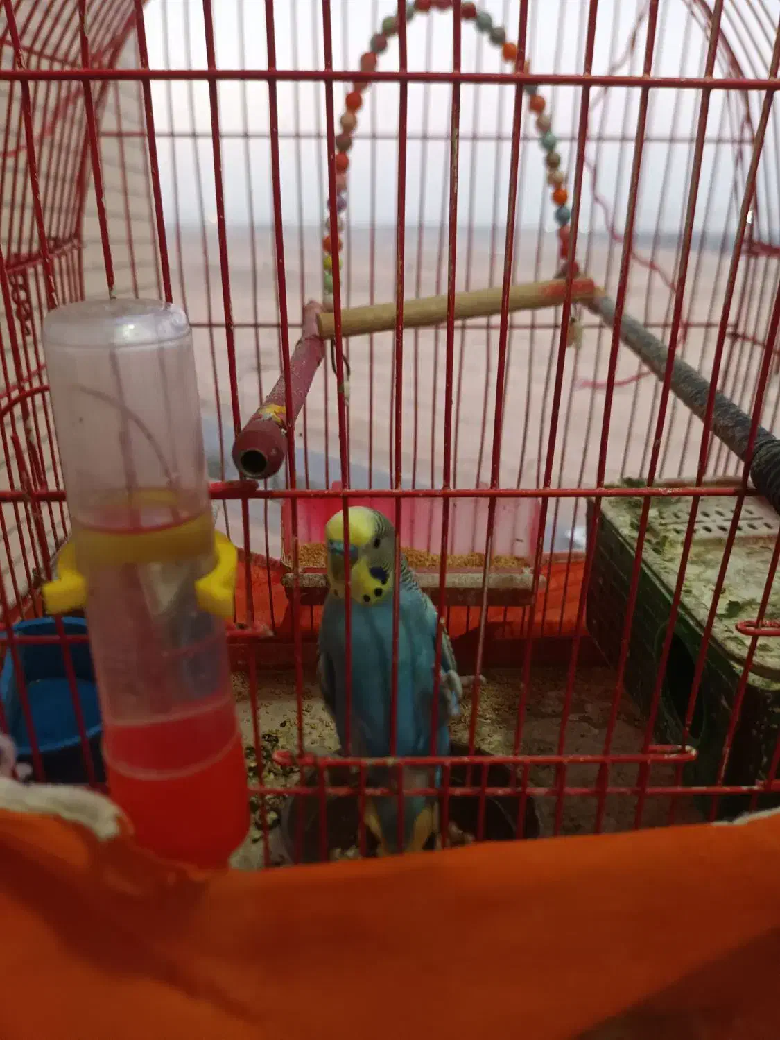 مرغ عشق|پرنده|شاهین‌شهر, مسکن مهر|دیوار