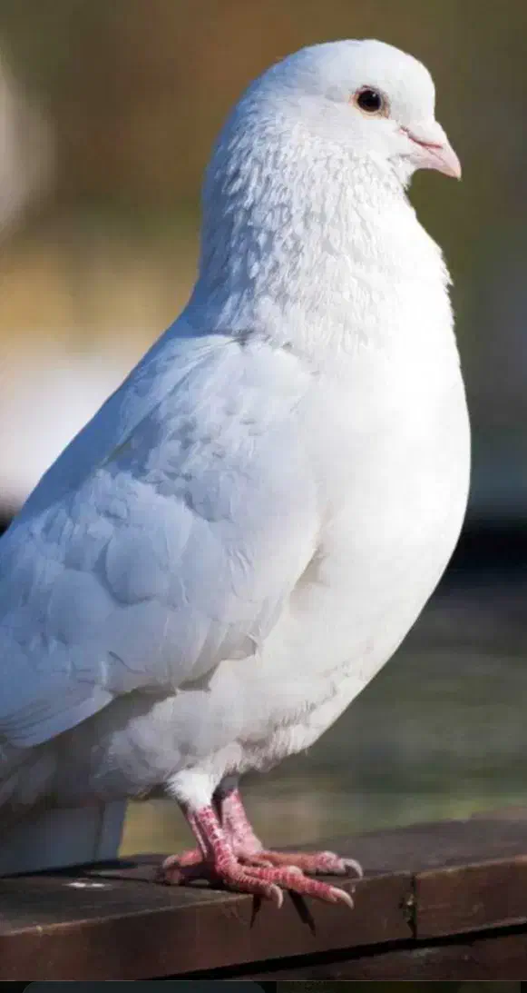 پرنده|پرنده|یاسوج, |دیوار