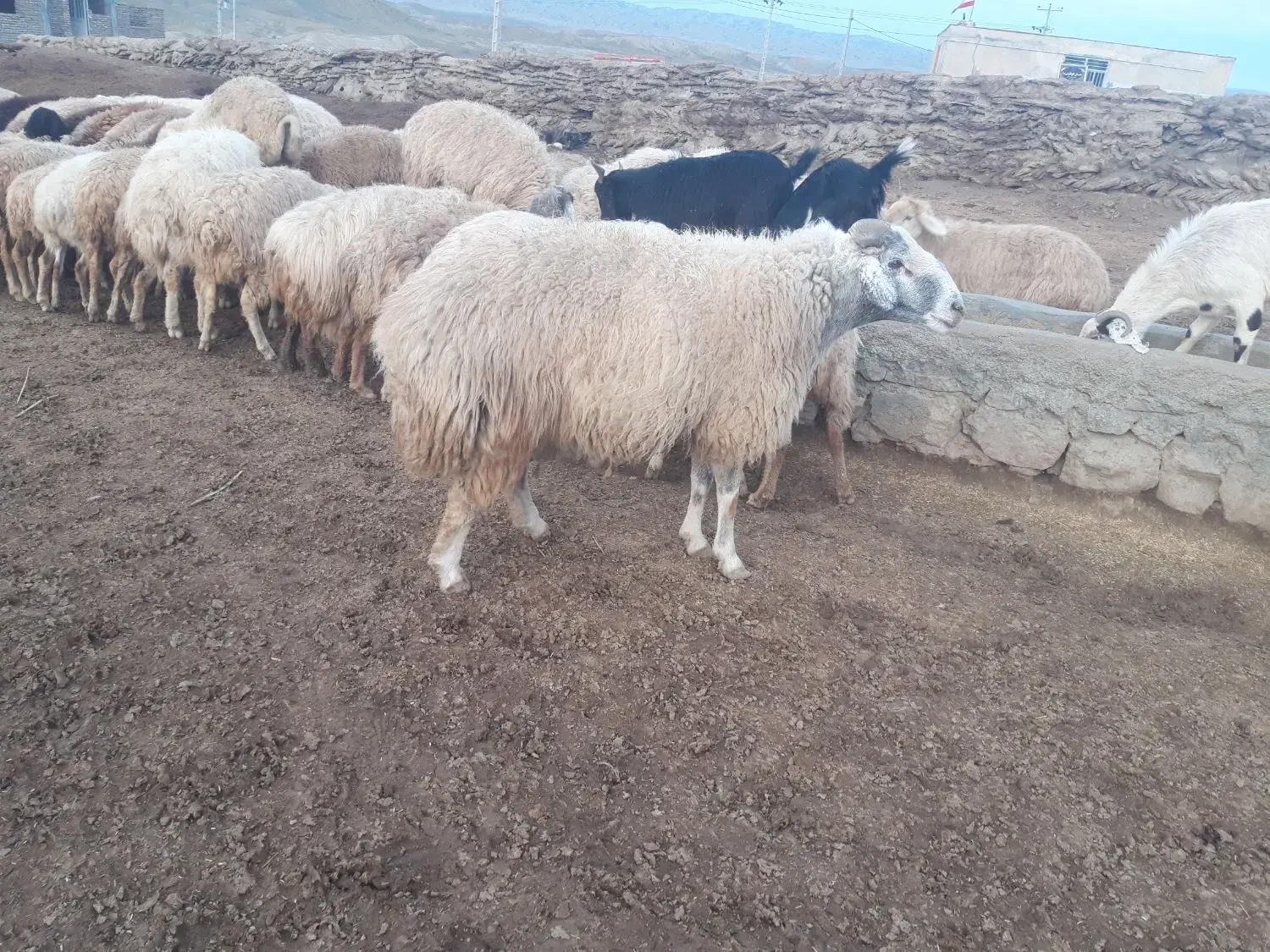 فروش|حیوانات مزرعه|مانه, |دیوار