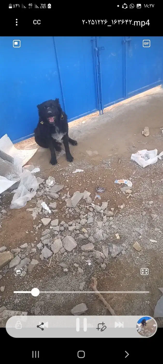 سگ مشکی نر|سگ|اصفهان, قهجاورستان|دیوار