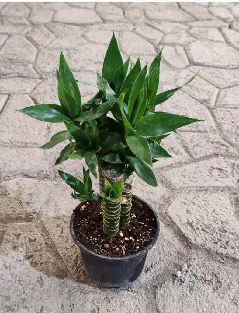 گل بامبو لوتوس خاکی|گل و گیاه طبیعی|شیراز, شهرک گلستان|دیوار