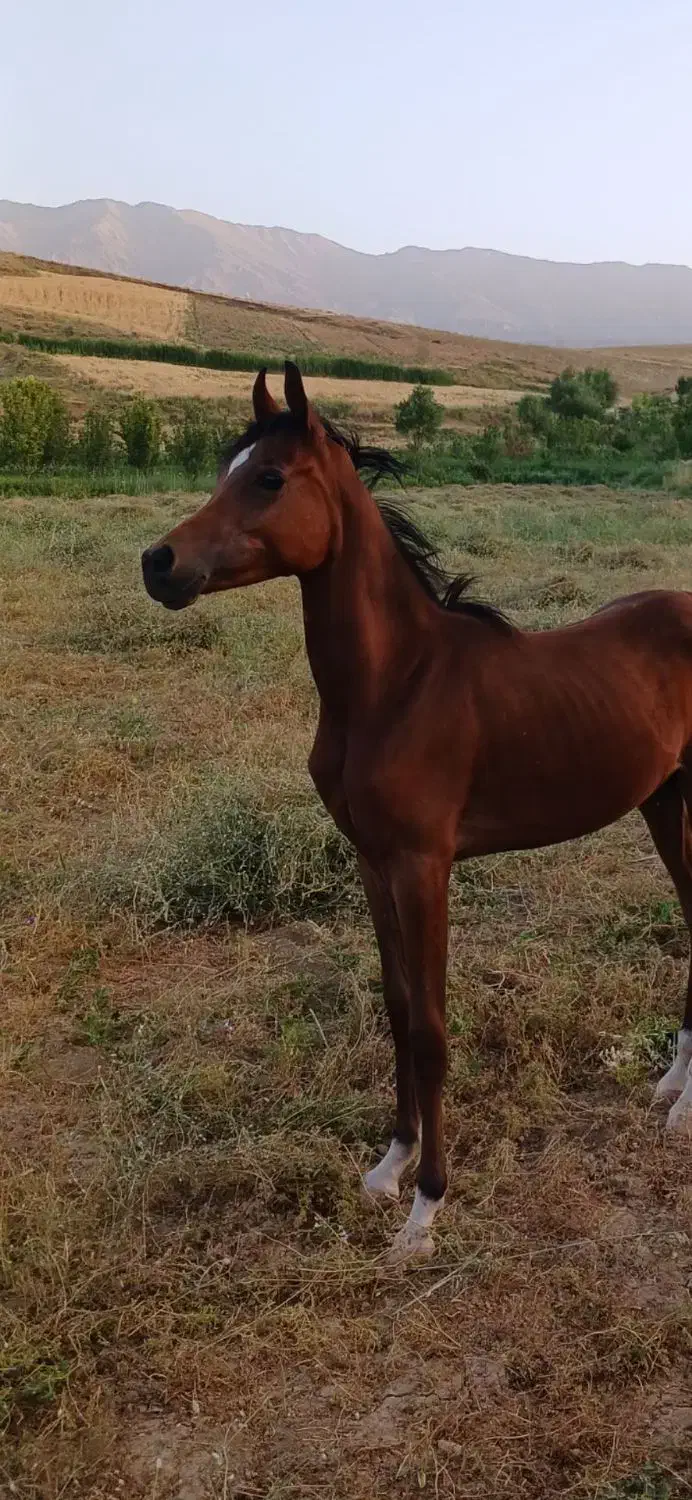 کره اسب عرب مصری|اسب و تجهیزات اسبسواری|نهاوند, |دیوار