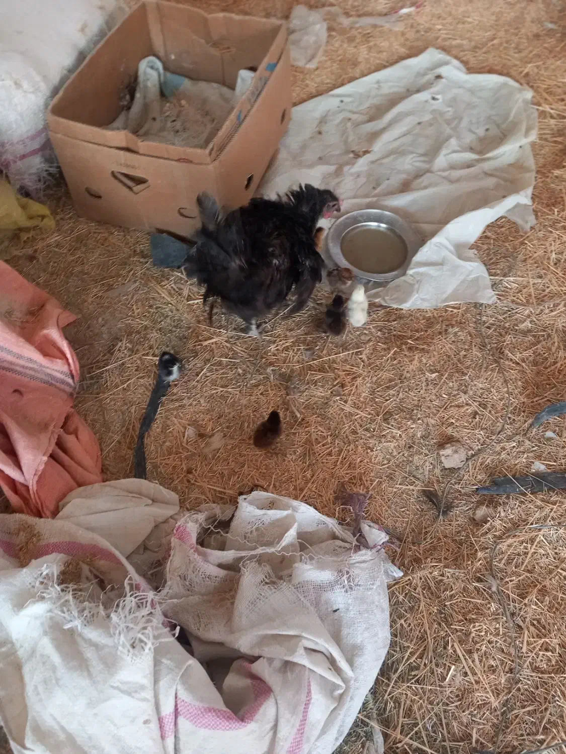 فروش مرغ وجوجه|حیوانات مزرعه|لیکک, |دیوار