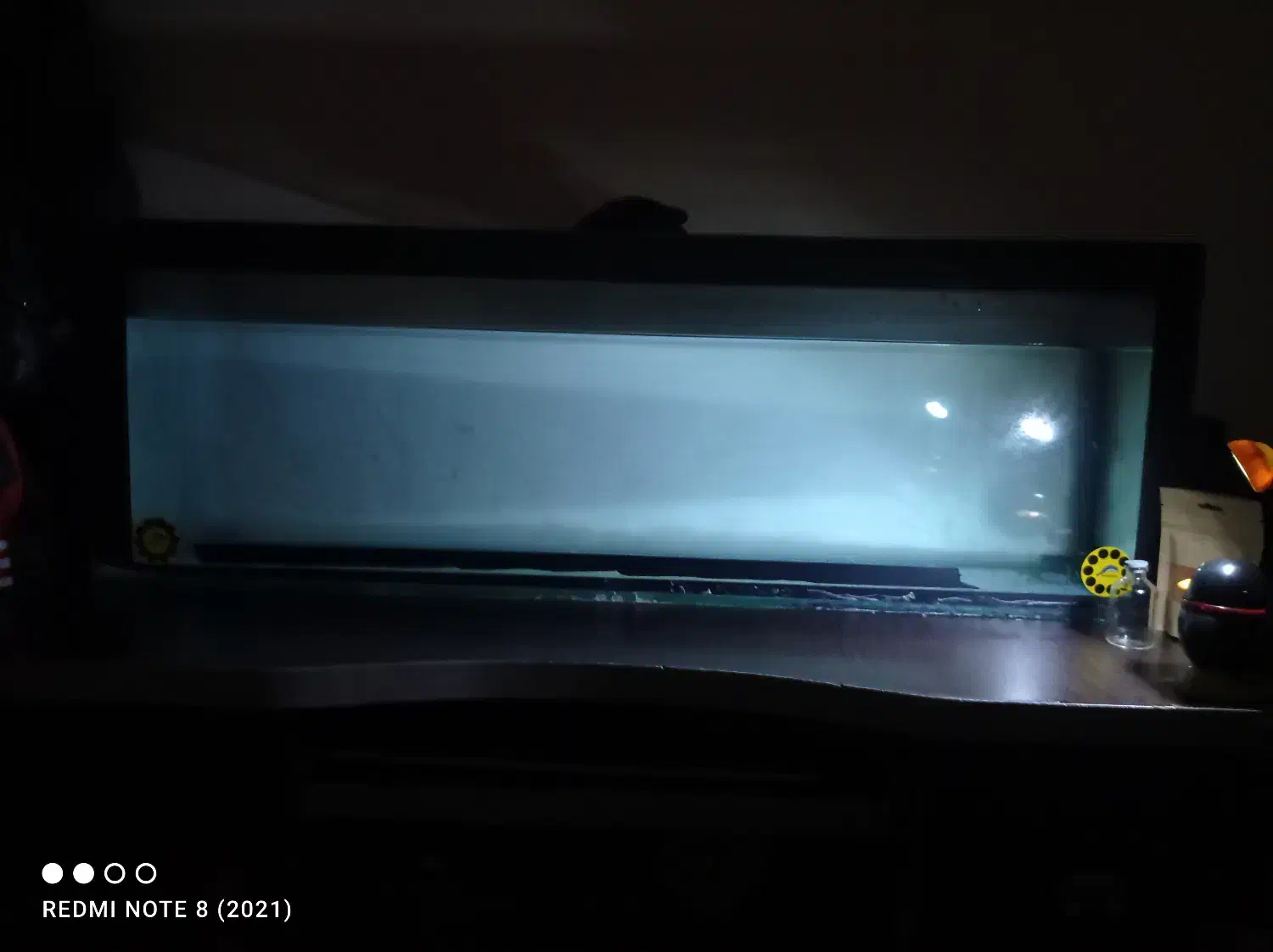 آکواریوم|ماهی|مهاجران, |دیوار