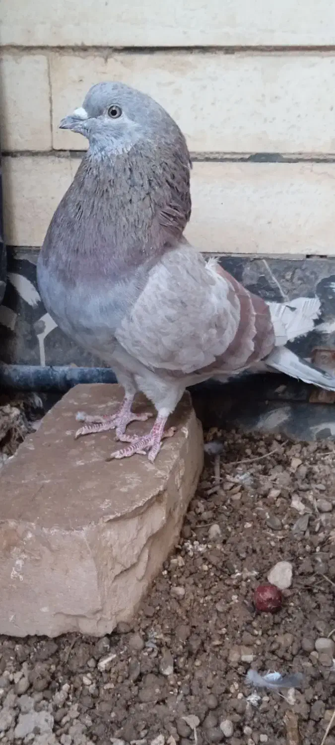 کبوتر|پرنده|قم, بکایی|دیوار