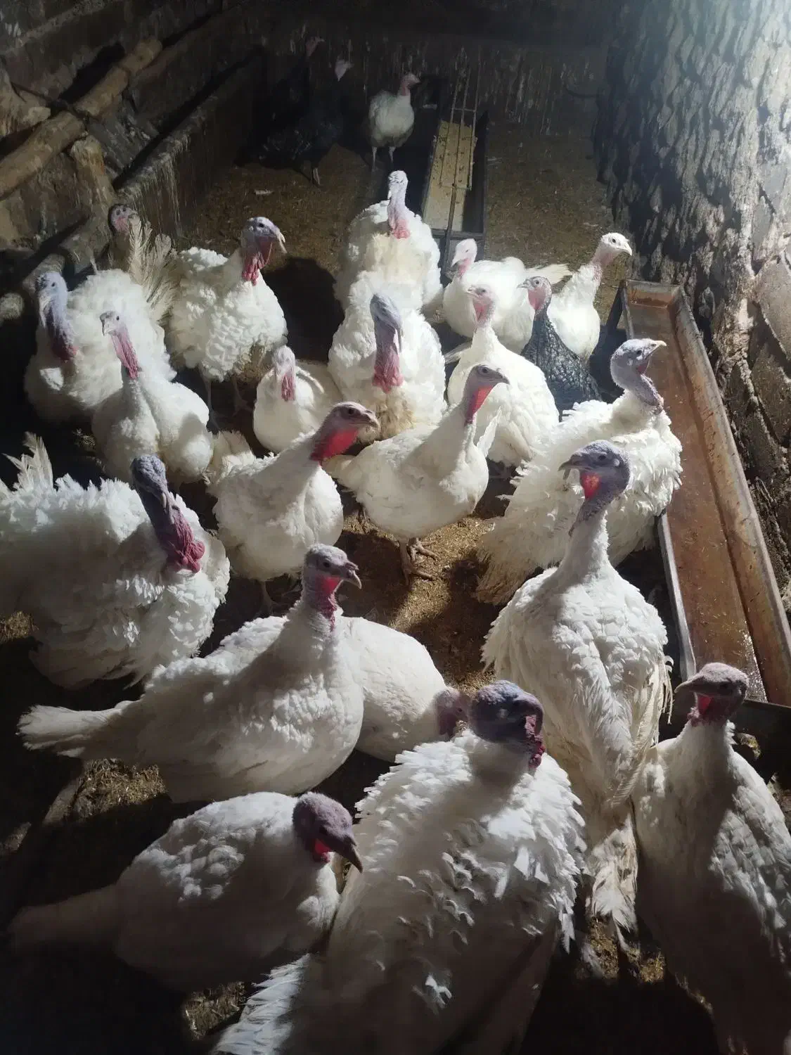 20عدد بوقلمون خانگی نر و ماده|حیوانات مزرعه|صحنه, |دیوار