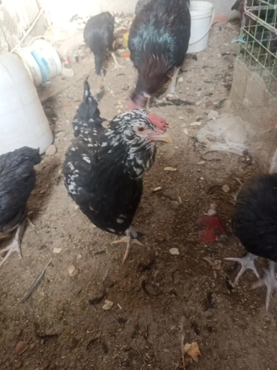 مرغ گلین جوان|حیوانات مزرعه|باسمنج, |دیوار