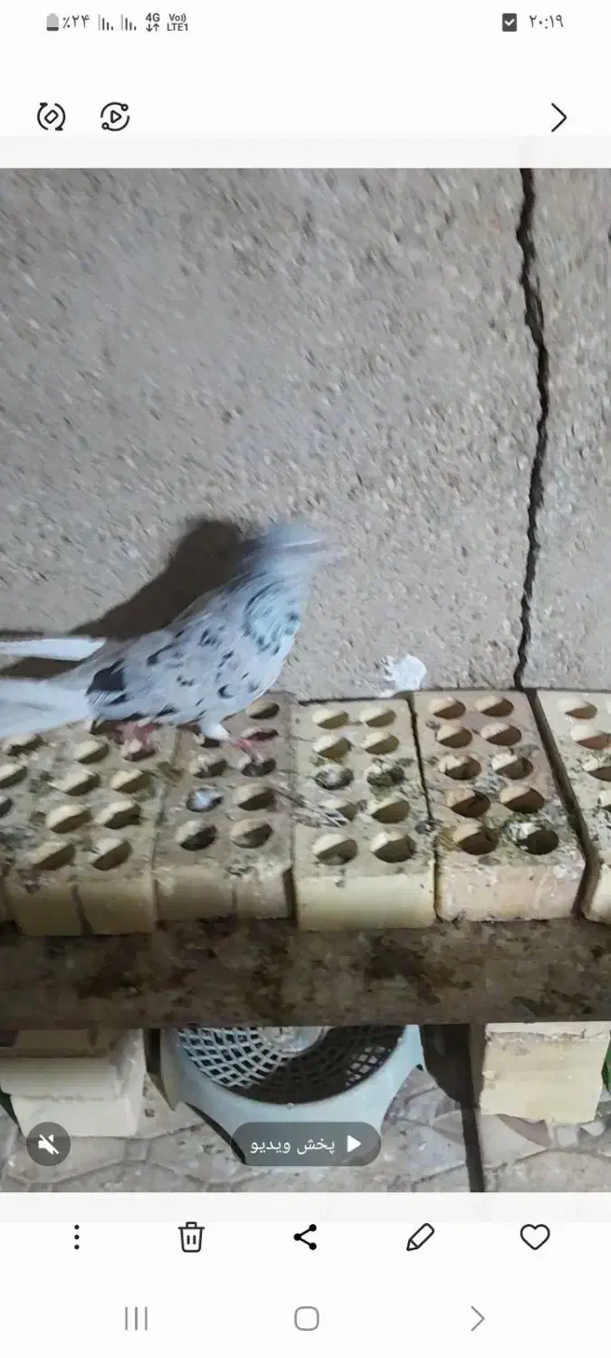 یک جفت ماده دم سفید|پرنده|امیدیه, |دیوار