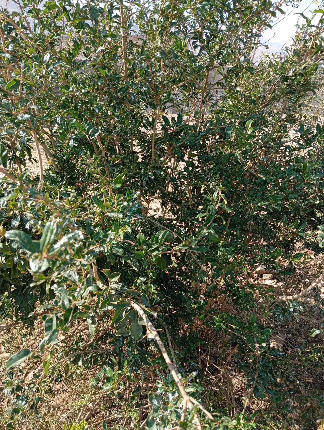 صد عدد نهال انار قصردشتی|گل و گیاه طبیعی|شیراز, درکی|دیوار