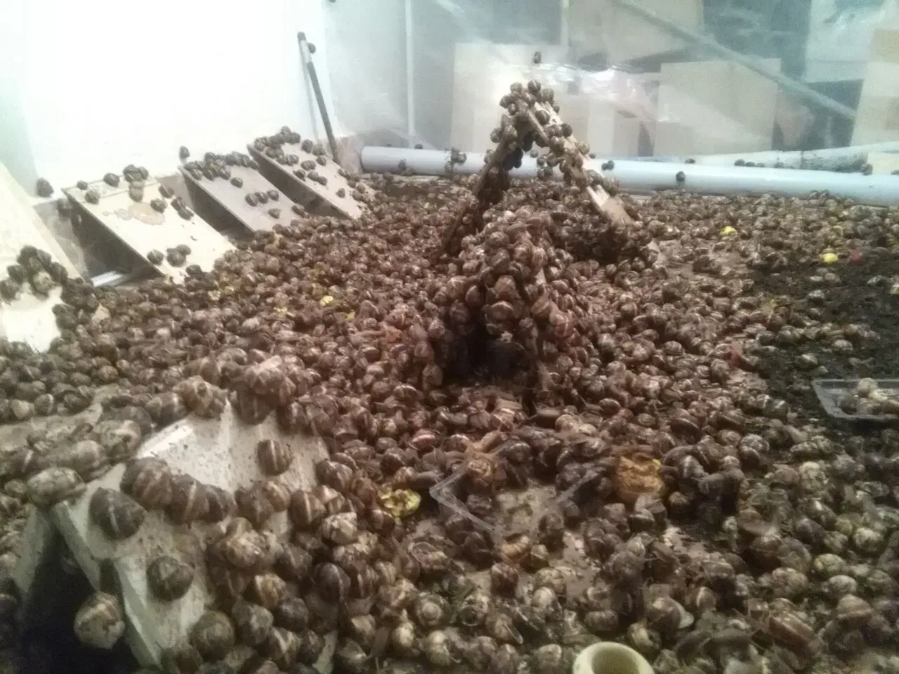 حلزون اسکارگو طبی در اهر|خزنده|اهر, |دیوار