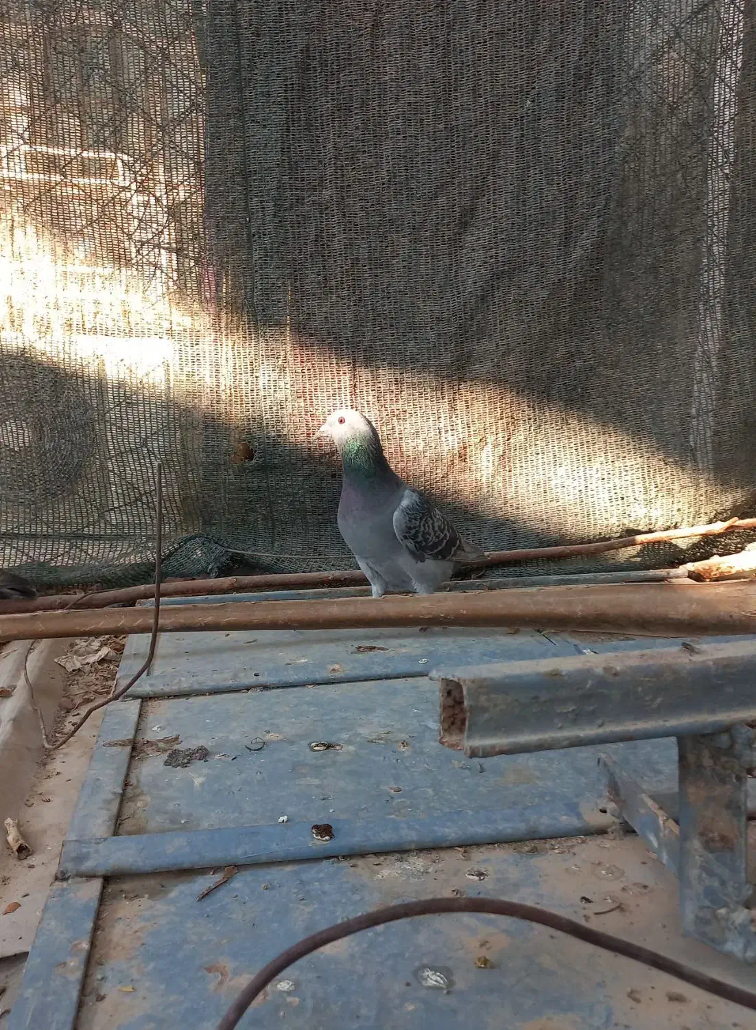 دو عدد مسافتی|پرنده|برازجان, |دیوار