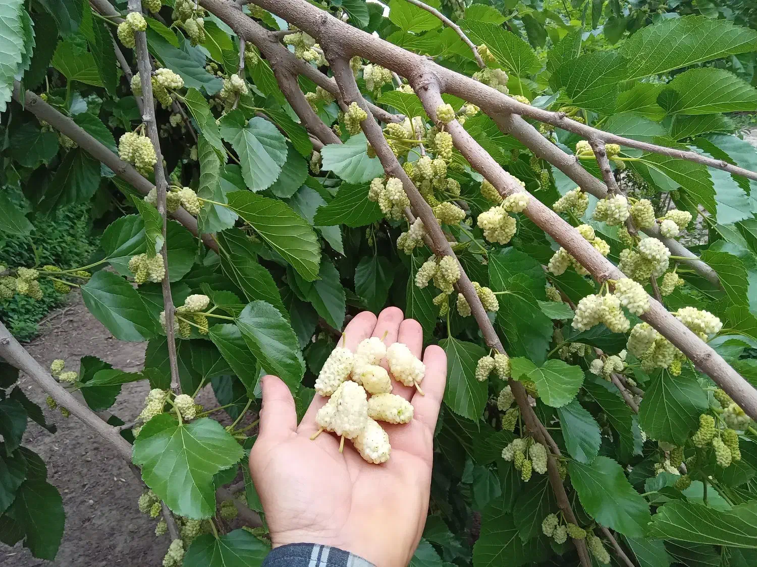 توت رسمی ،درخت توت سفید،نهال گلخانه نهالستان .مشهد|گل و گیاه طبیعی|مشهد, خواجه ربیع|دیوار