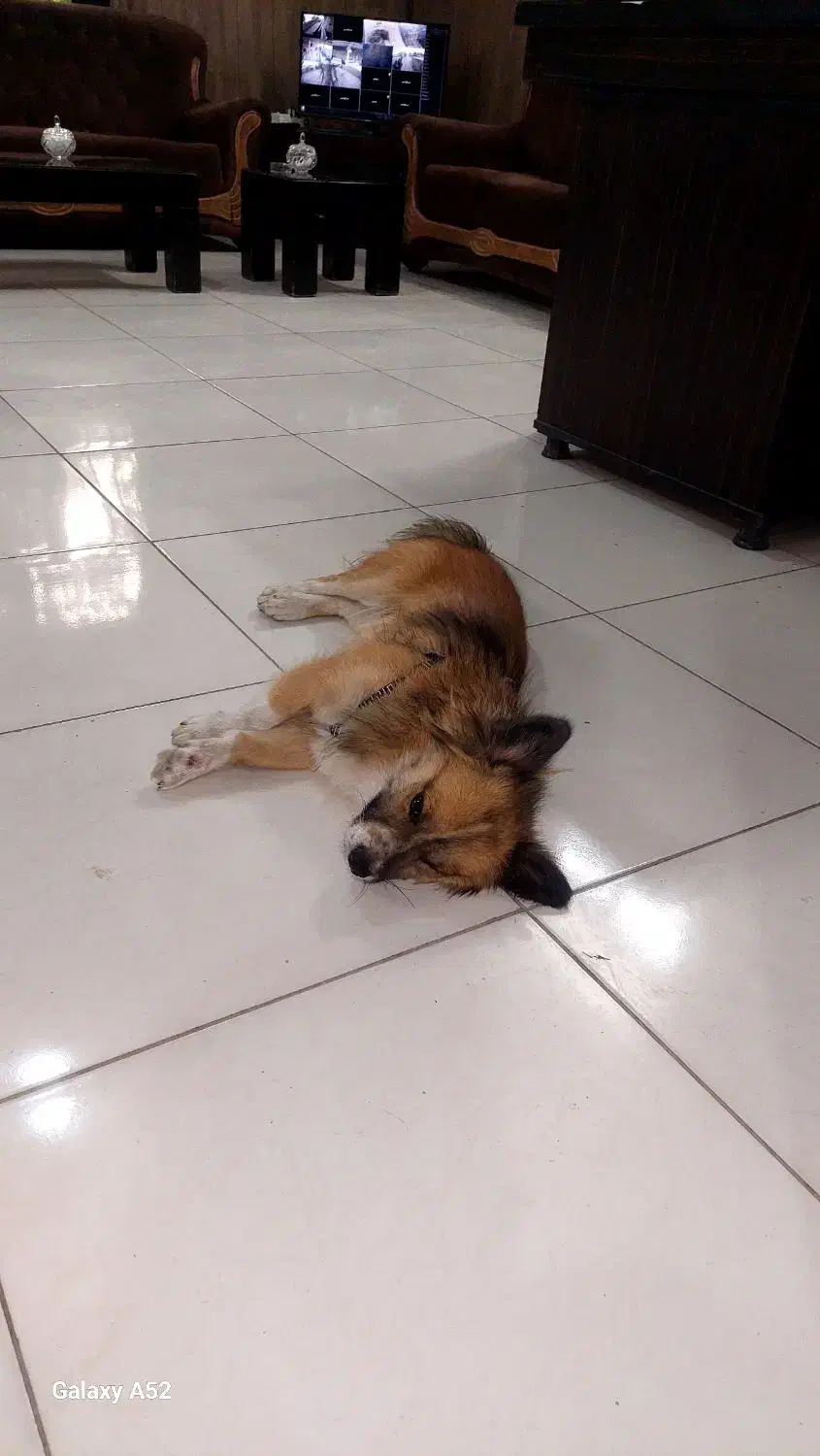 سگ گمشده|حیوانات|مشهد, چاهشک|دیوار