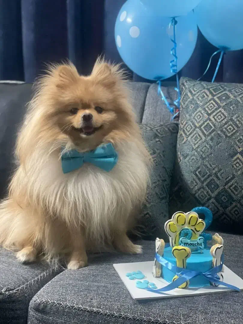 سگ پامر خرسی|سگ|محمدشهر, همایون ویلا|دیوار