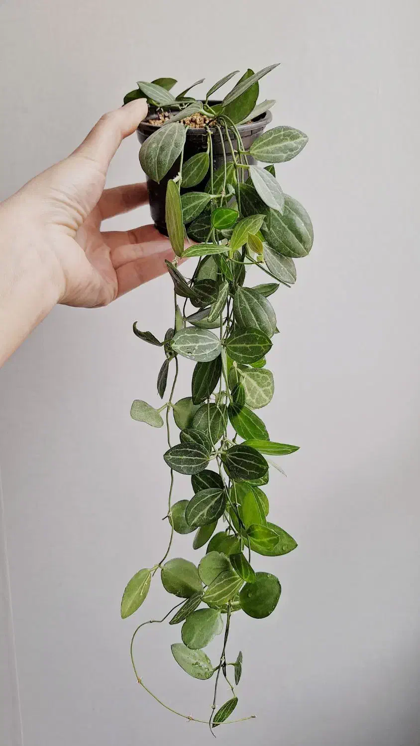 گیاهان خاص و کمیاب آپارتمانی پرورش خانگی|گل و گیاه طبیعی|ارومیه, |دیوار