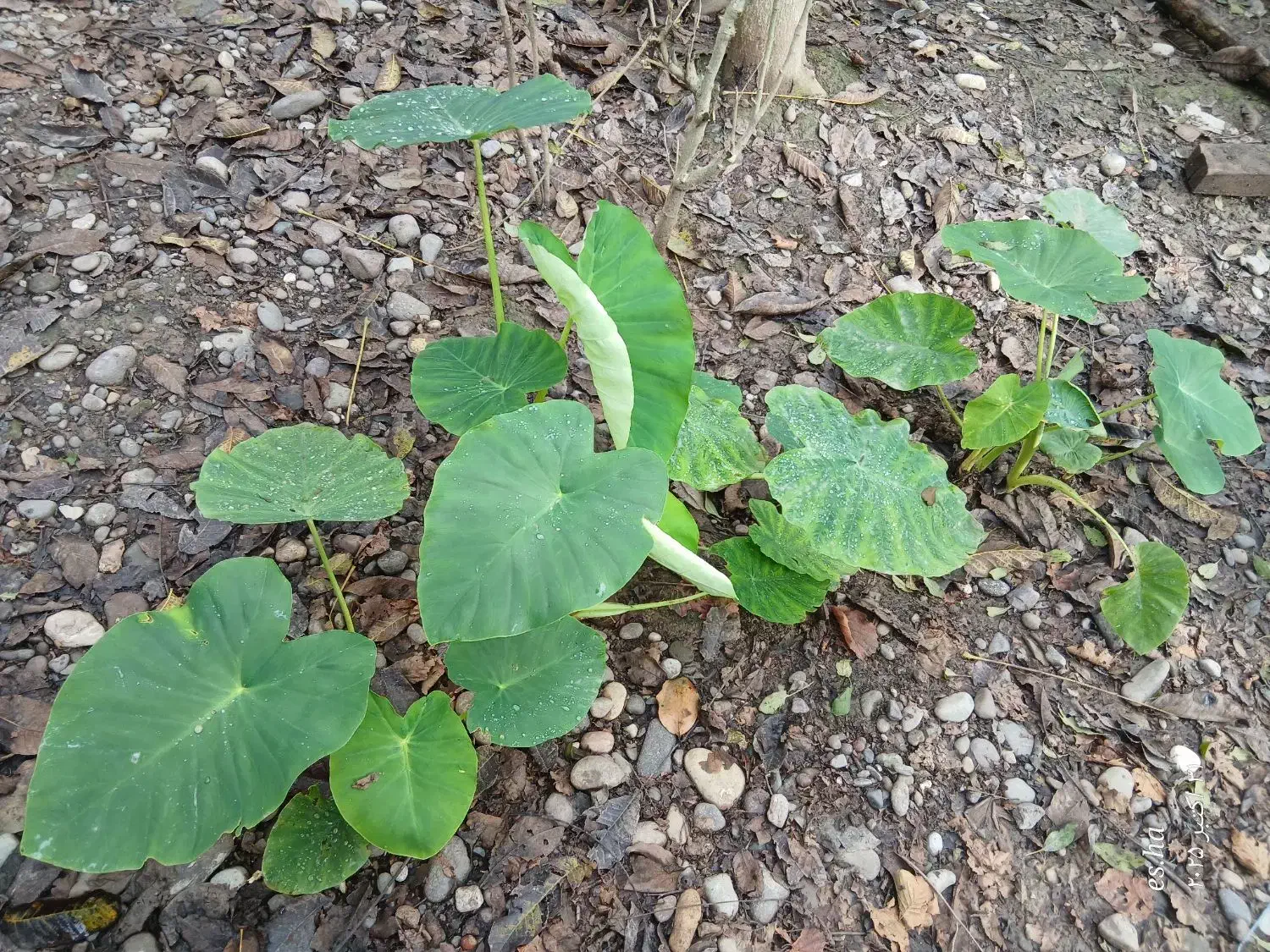 فروش گل بابا آدم|گل و گیاه طبیعی|سنگر, |دیوار