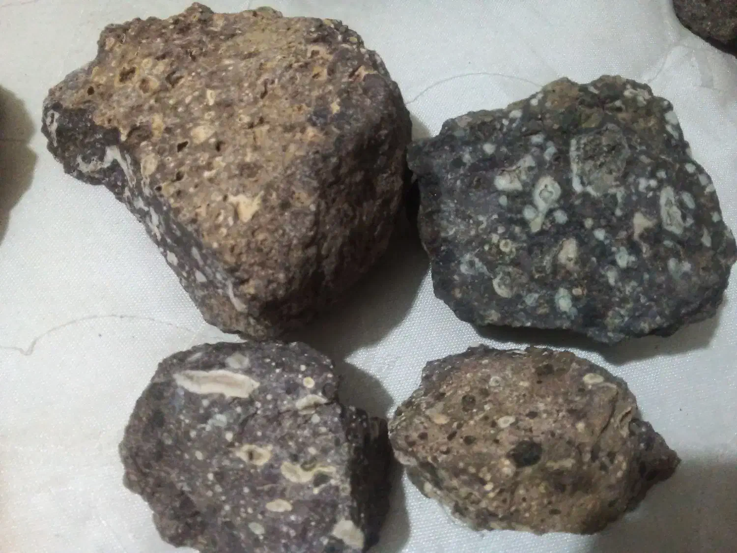 سنگ فسیل وغیره|بدلیجات|کرج, برغان|دیوار