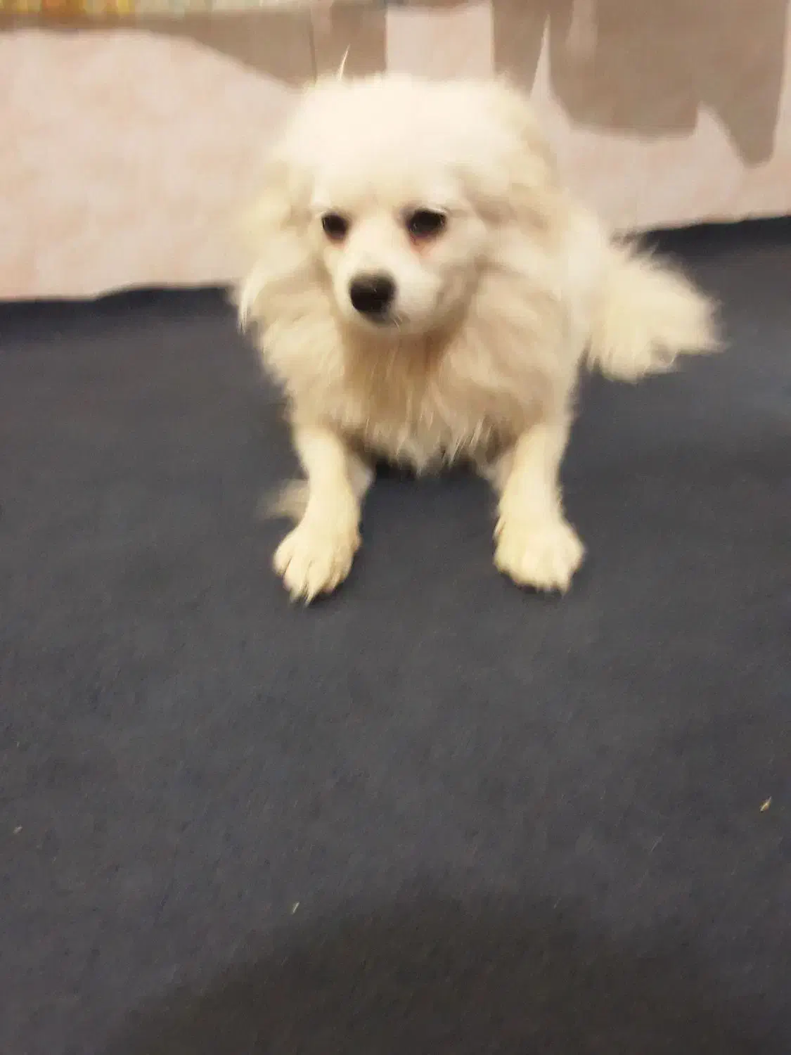 واگذاری سگ پامرانین وشیتزو تریر. کراس.|سگ|تهران, تهرانسر شمالی|دیوار