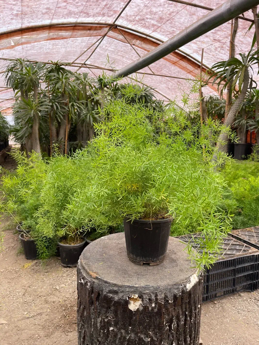 کارگر ساده گلخانه|استخدام سرایداری و نظافت|چهارباغ, |دیوار