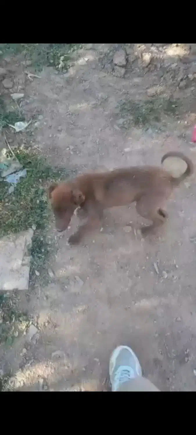 گمشده|حیوانات|بلداجی, |دیوار