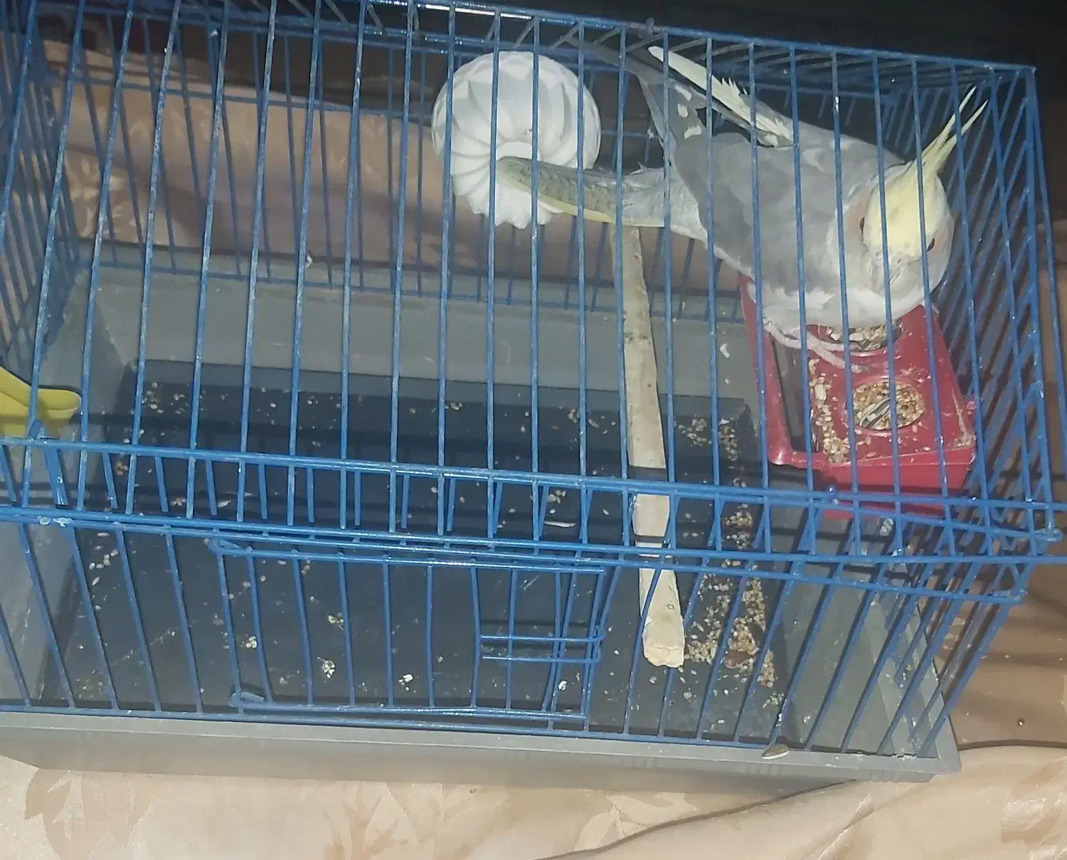 طوطی عروس دستی باقفس|پرنده|محمدیه-قزوین, |دیوار