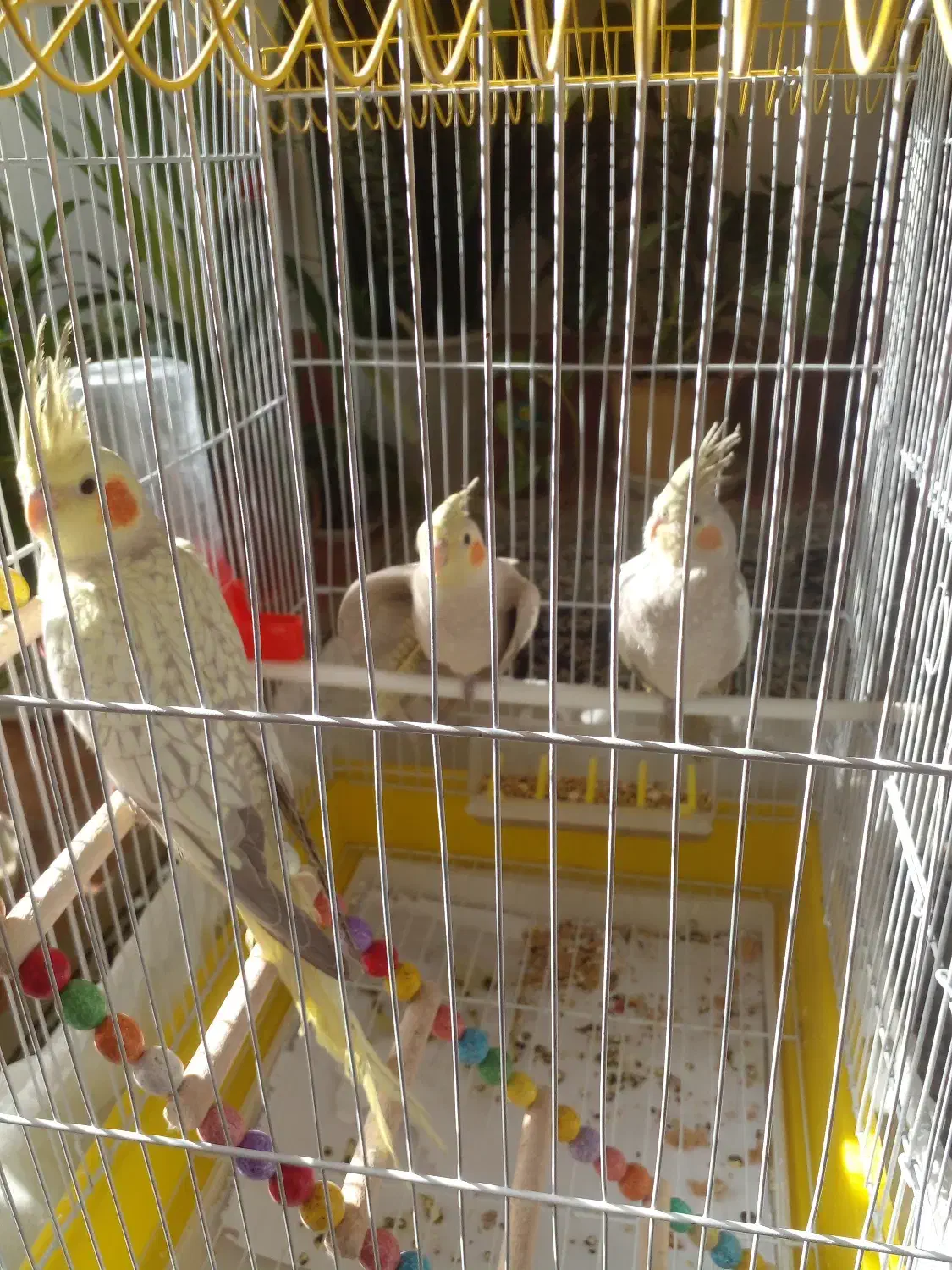 فروش عروس هلندی|پرنده|اصفهان, جاوان|دیوار