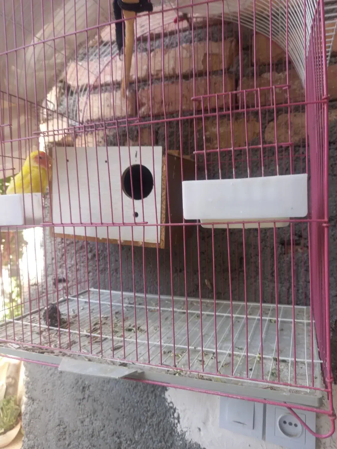 طوطی بلزیلی ماده به فروش میرسد|پرنده|جوادآباد, |دیوار