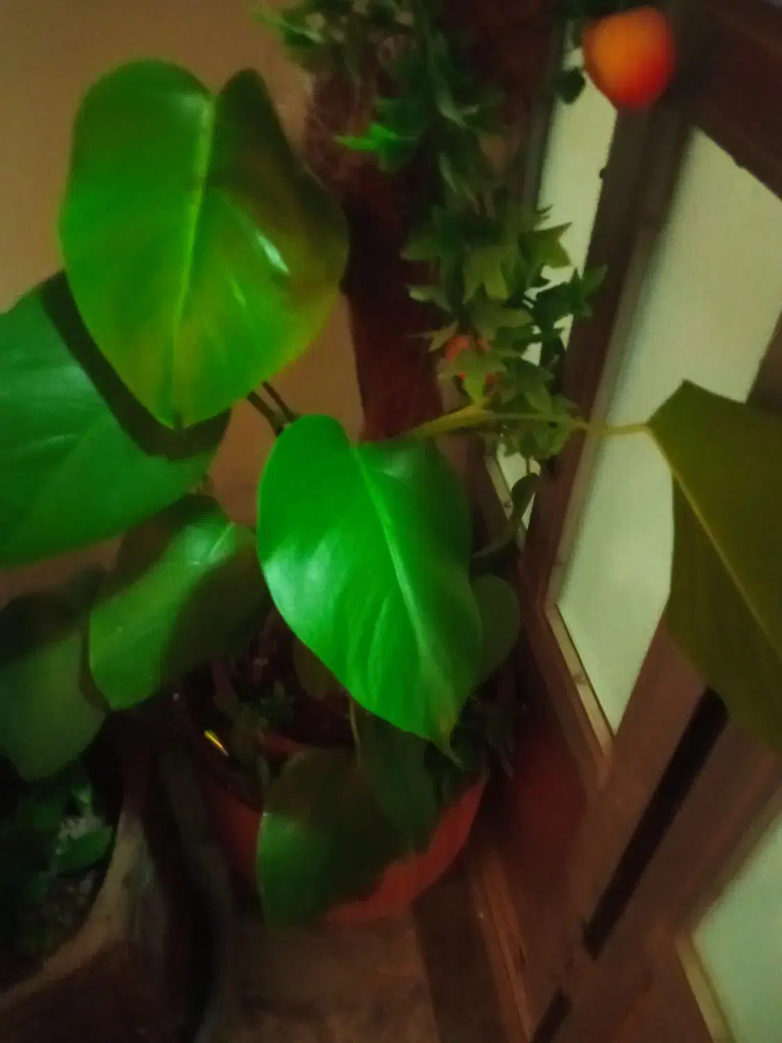 گل‌های زیبا و طبیعی کادوروزمادر|گل و گیاه طبیعی|کرمانشاه, |دیوار