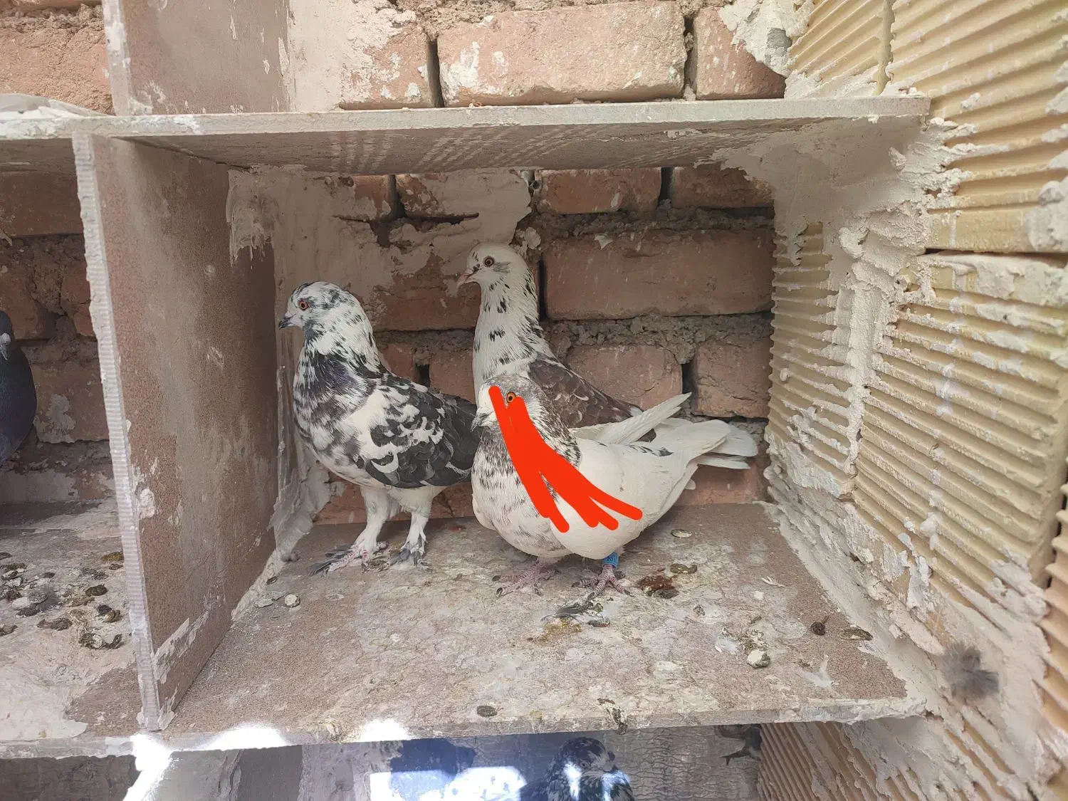 کبوتر|پرنده|سرپل ذهاب, |دیوار