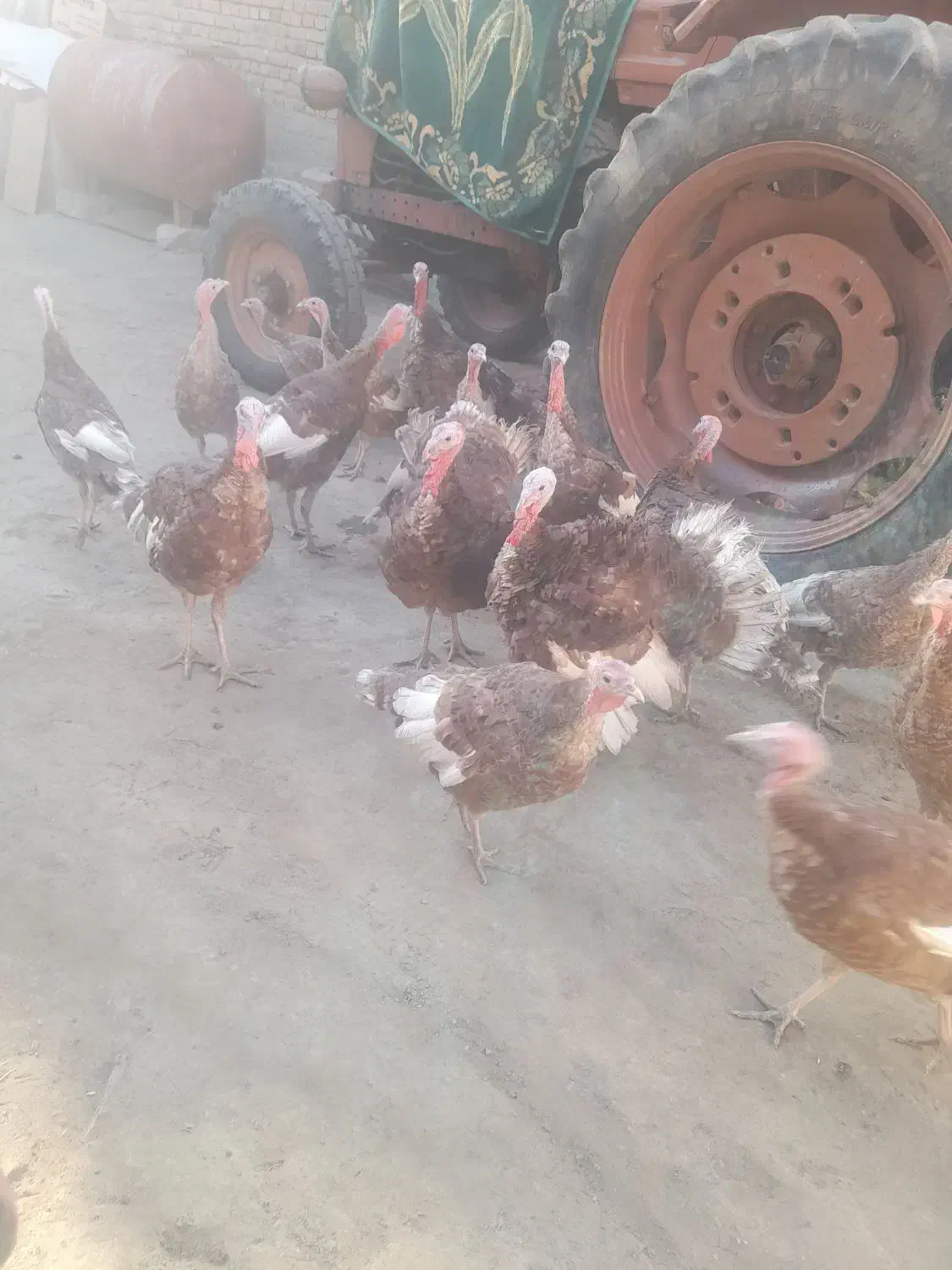 بوقلمون|حیوانات مزرعه|چهاردولی, |دیوار