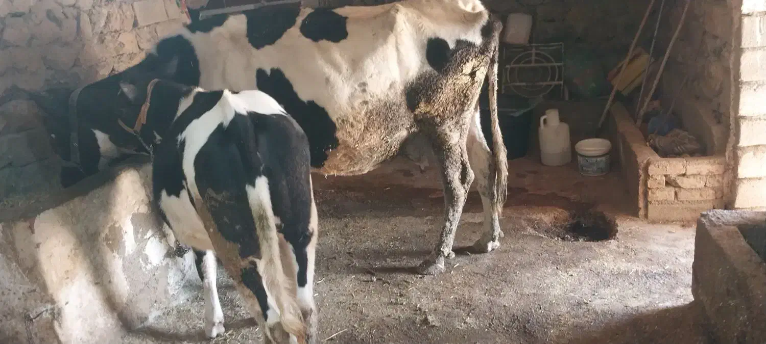 گاو و گوساله هلشتاین|حیوانات مزرعه|موچش, |دیوار