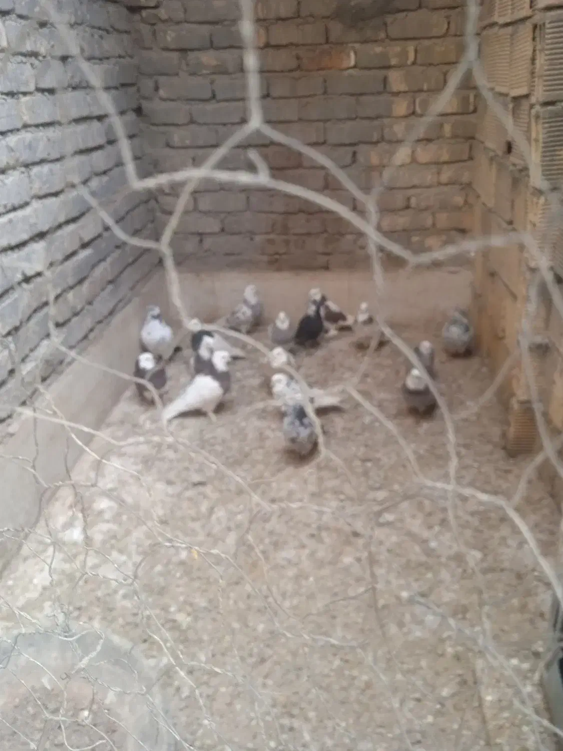 کبوتر طوقی|پرنده|خمینی‌شهر, |دیوار