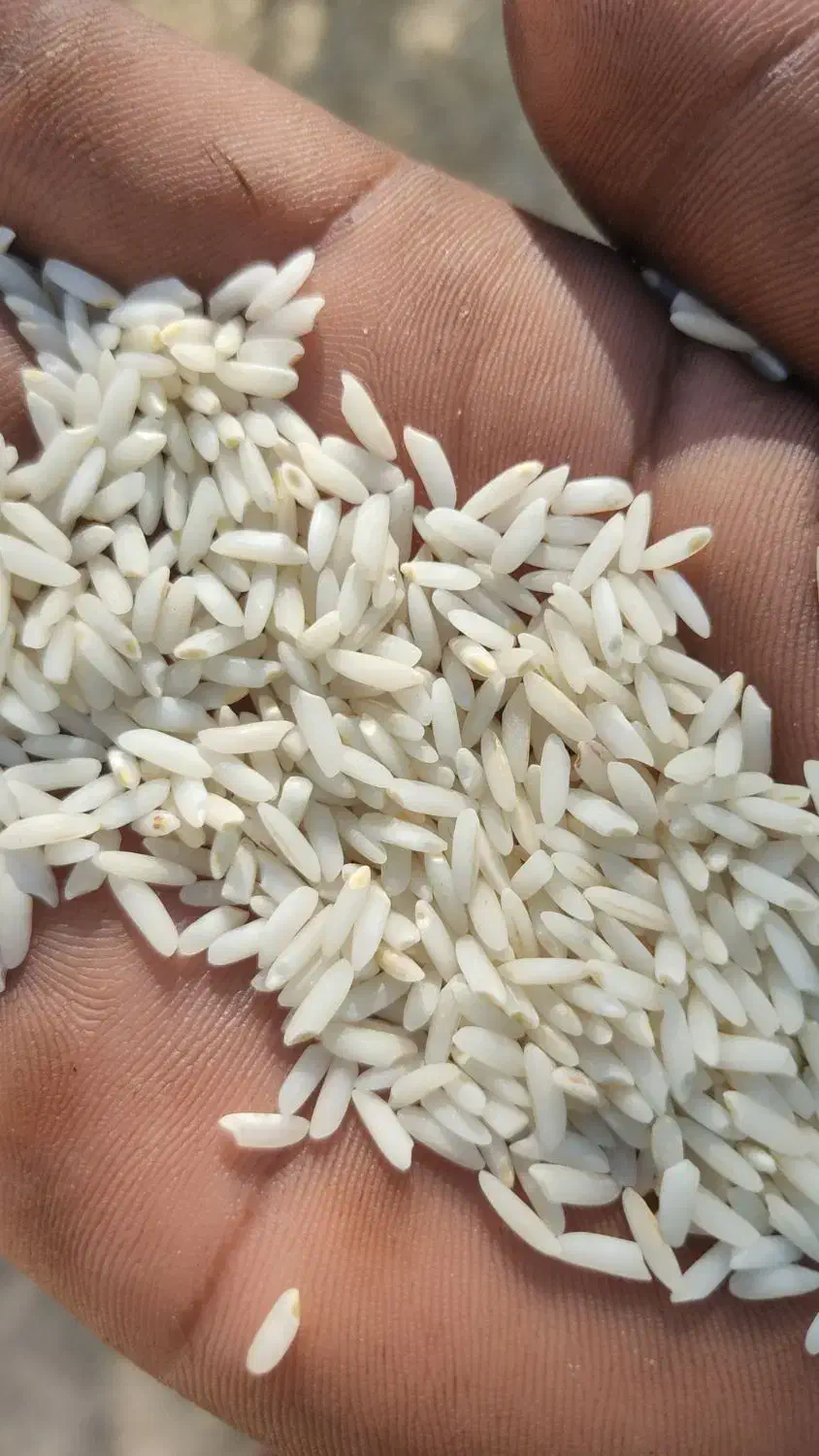 برنج محلی درود درجه یک با ضمانت|خوردنی و آشامیدنی|دورود, |دیوار