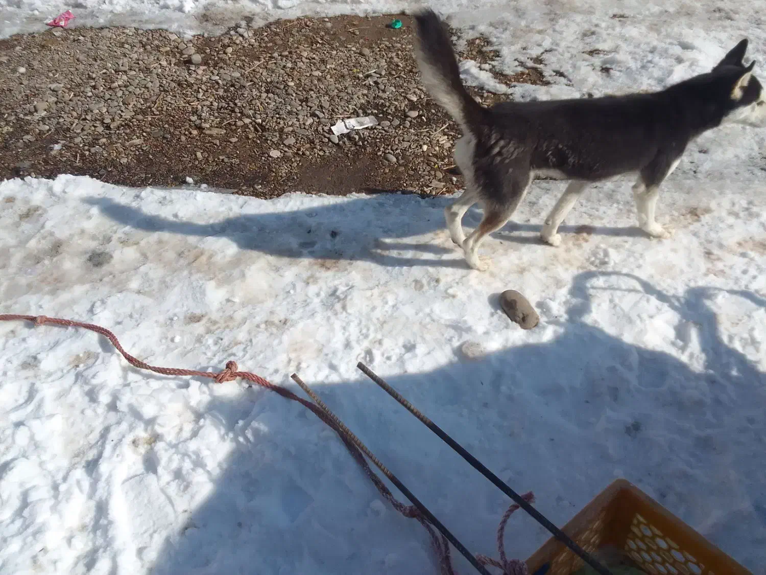 سگ هاسگی|سگ|شادیان, |دیوار