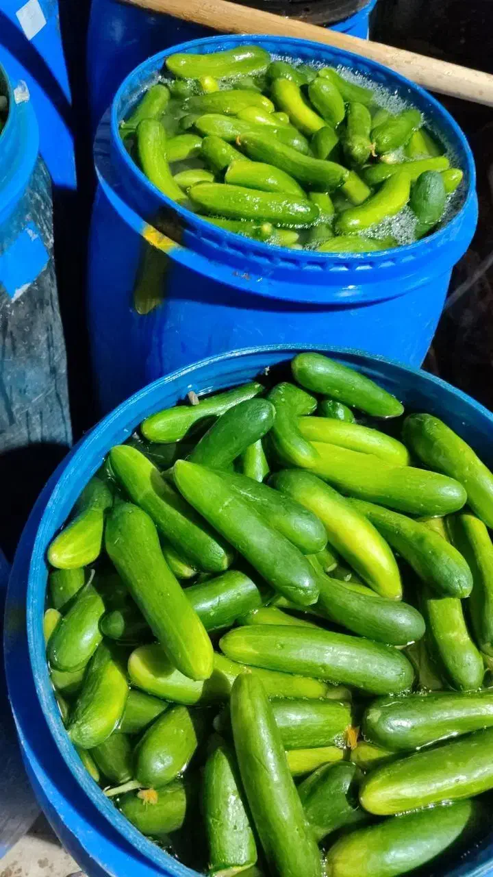 عمده فروشی|خدمات پذیرایی، مراسم|دهدشت, |دیوار