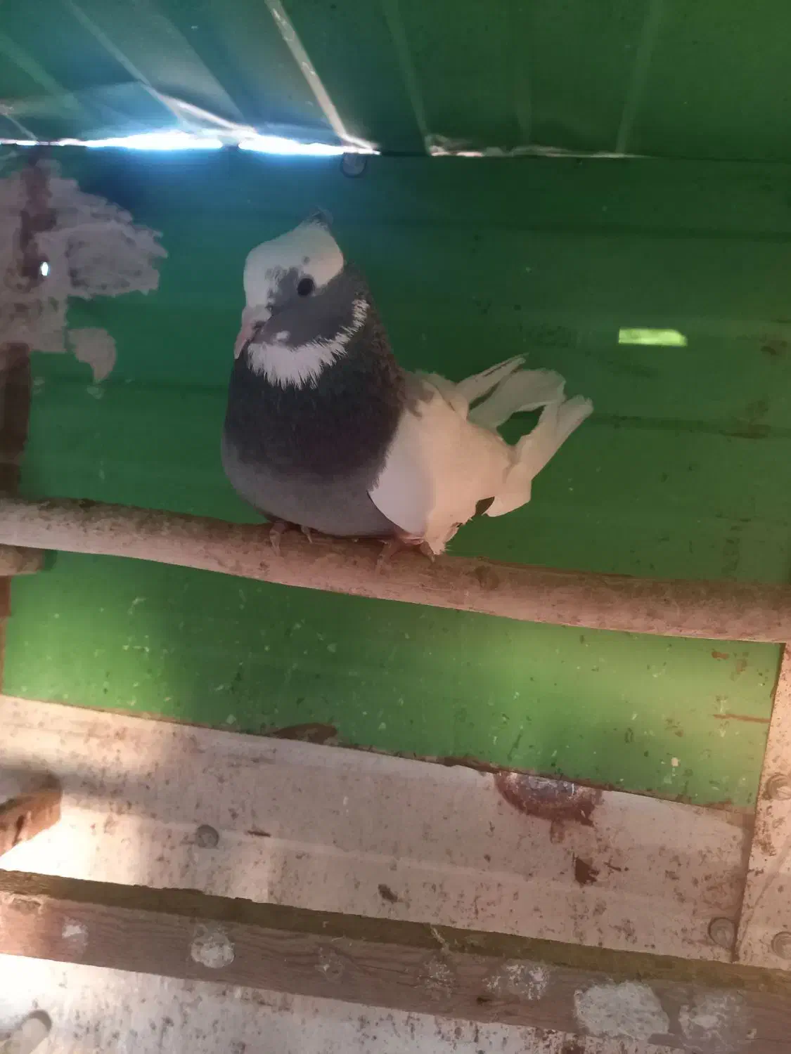 کفتر ابلغ تیکه پاره|پرنده|کهریزک, |دیوار