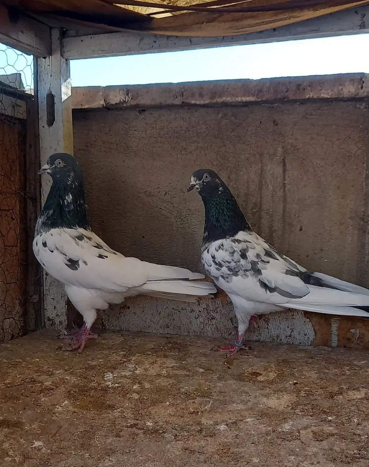 کفتر  نروماده پاکستانی|پرنده|ری, سرتخت|دیوار