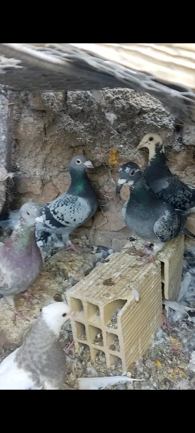 کبوتر|پرنده|آیسک, |دیوار