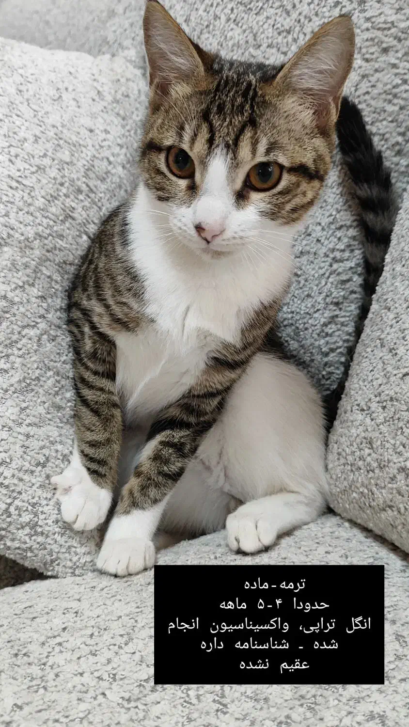 واگذاری رایگان بچه گربه|گربه|بندر انزلی, معلم|دیوار